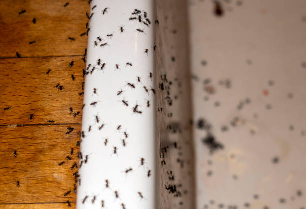 Best Termite Control Services  in Lakeview, MI